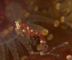 Tiny ghost shrimp,Scotland. by Derek Haslam 